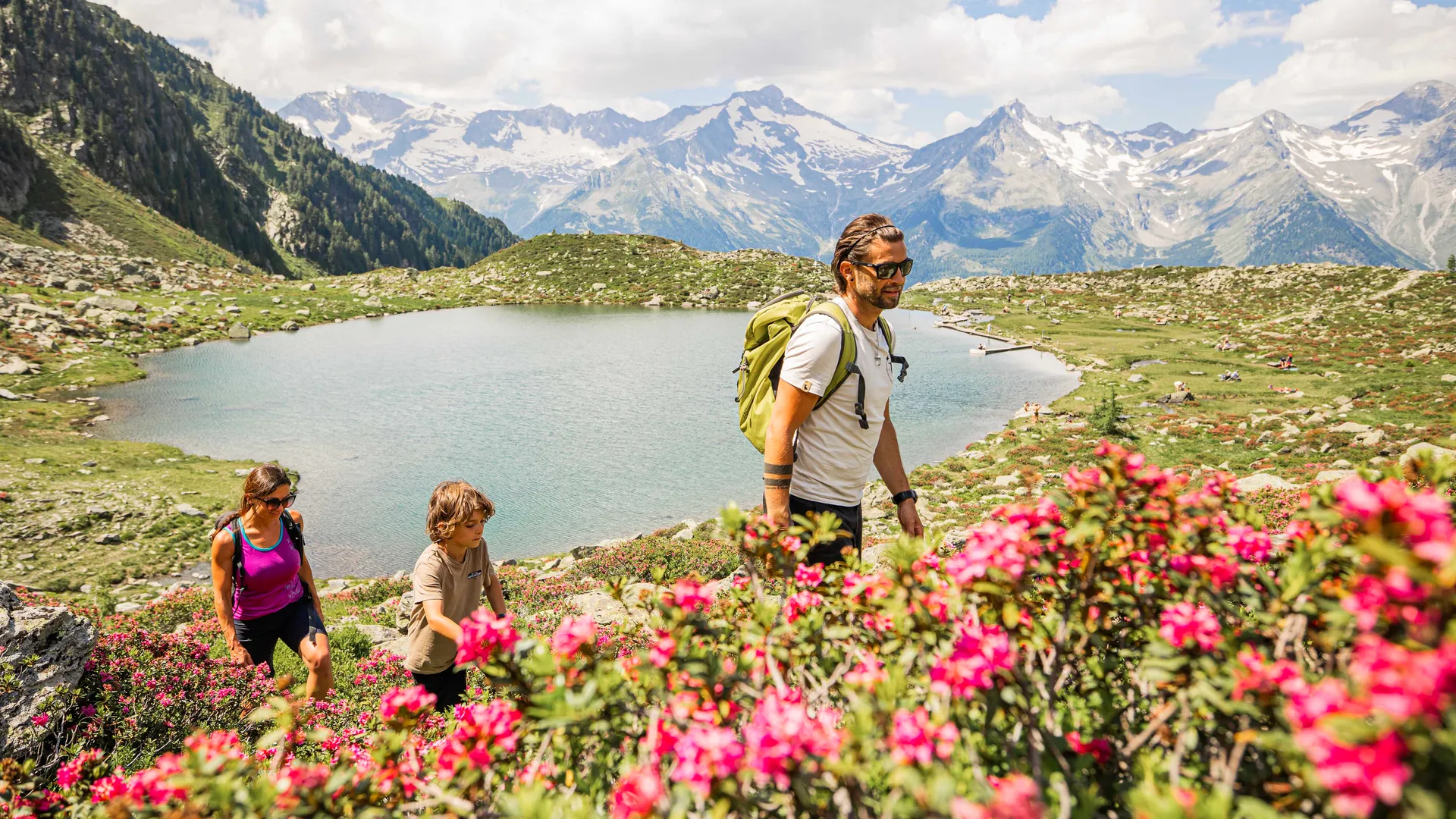 Familie wandert durch Alpenrosen am Bergsee mit Panoramablick auf die Zillertaler Gletscher im Ahrntal