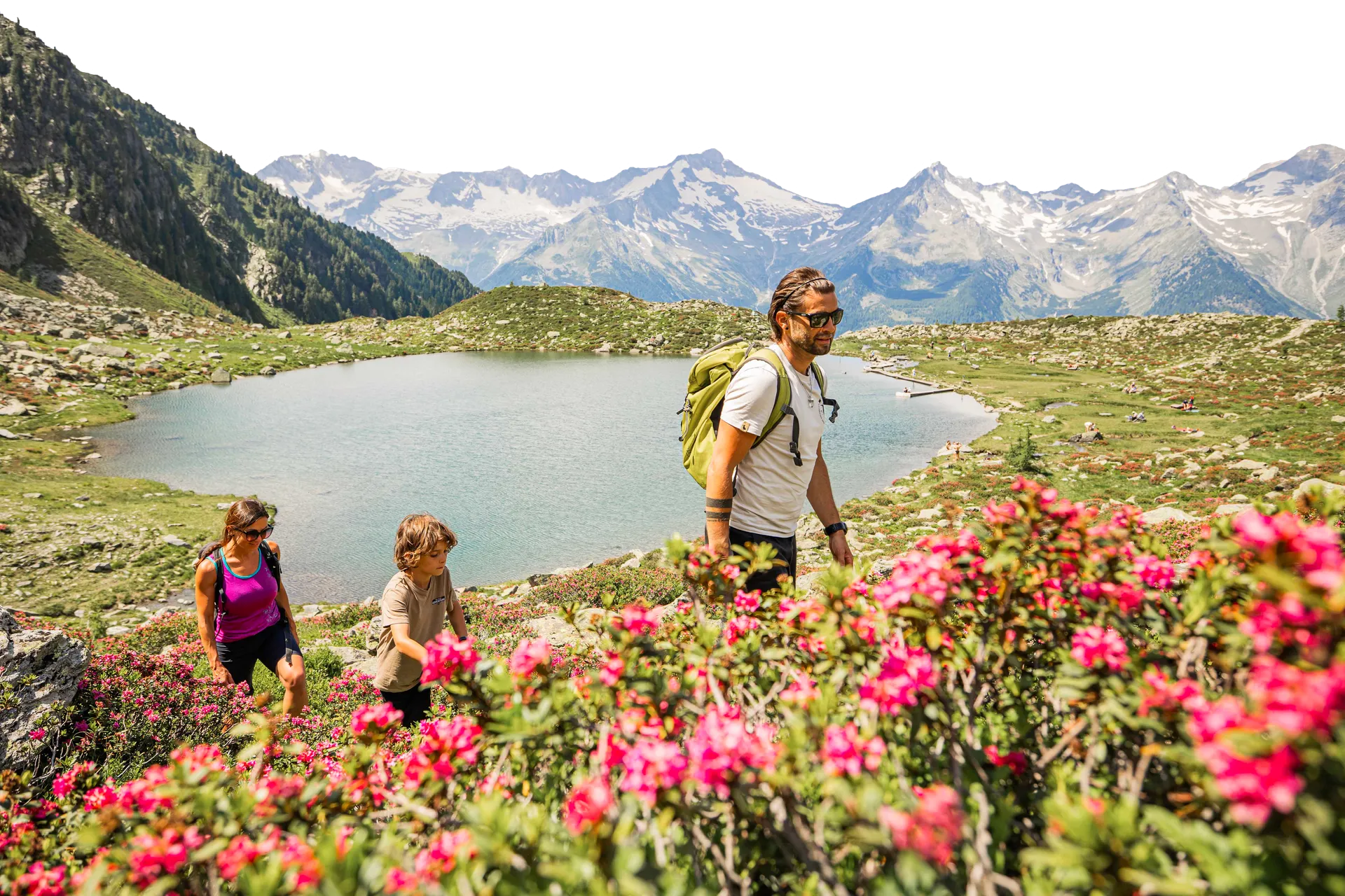Familie wandert durch Alpenrosen am Bergsee mit Blick auf Schneeberge im Ahrntal, Südtirol