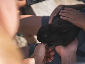 Kind hält schwarzes Kaninchen liebevoll im Arm auf Südtiroler Bauernhof