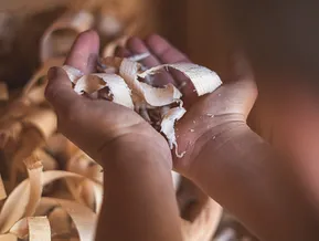 Kinderhände halten duftende Zirbenholzspäne aus dem Südtiroler Bergwald