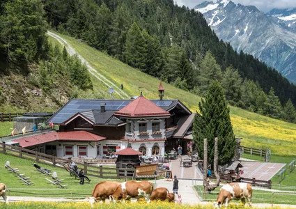 Traditionelle Südtiroler Almhütte mit weidenden Kühen auf blühender Bergwiese im Ahrntal