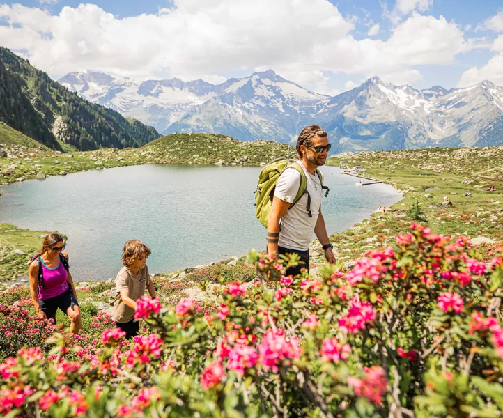 Familie wandert durch blühende Alpenrosen am Bergsee mit Blick auf die Zillertaler Gletscher