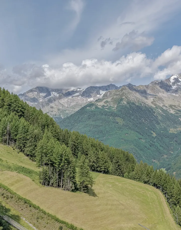 Sommerwiesen und Wald am Klausberg mit Gletscherpanorama der Zillertaler Alpen