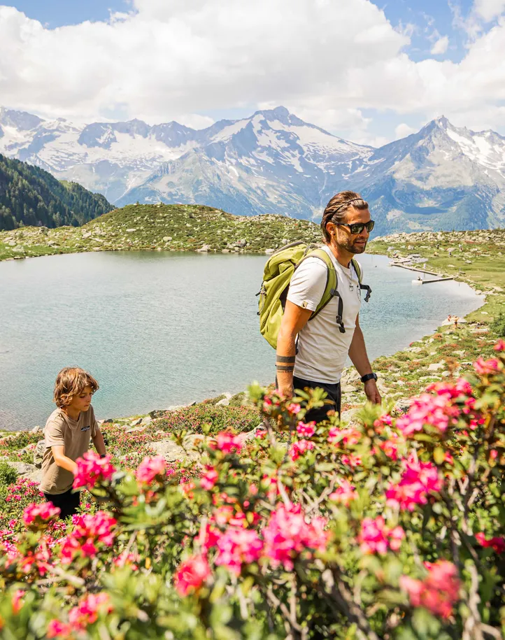 Familie wandert durch blühende Alpenrosen am Bergsee mit Blick auf die Zillertaler Gletscher