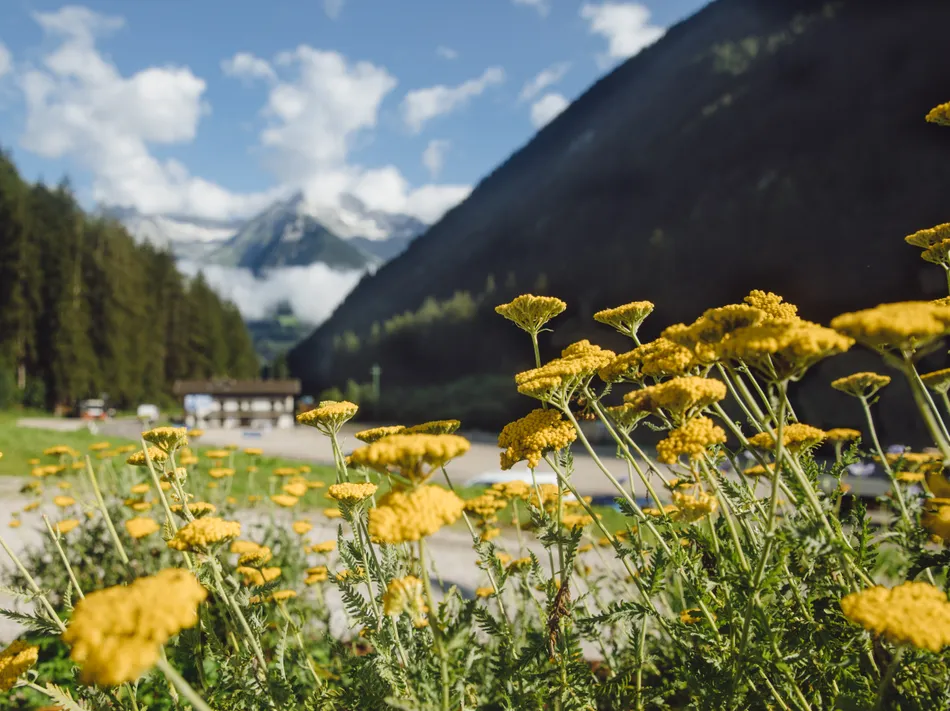 Goldgarbe-Blüten im Vordergrund mit Blick auf Berge und Talstation im Ahrntal