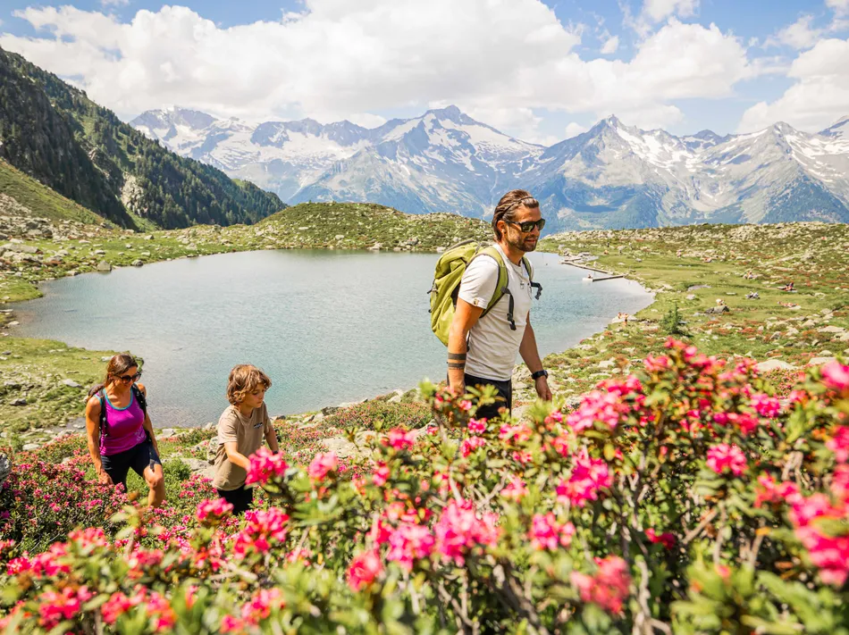 Familie wandert durch blühende Alpenrosen am Bergsee mit Blick auf die Zillertaler Gletscher